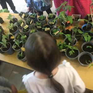 Pflanzenmarkt_23_4_original